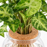 Bolglas Duo Clusia/Syngonium Green, Nahaufnahme Wuchs und Triebansatz