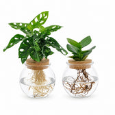 Bowlglas-Duo Monstera Adansonii/Clusia - 30 cm im Kulturtopf