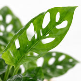 Bowlglas-Duo Monstera Adansonii/Clusia, Nahaufnahme Blatt