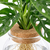 Bowlglas-Duo Monstera Adansonii/Clusia, Nahaufnahme Wuchs und Triebansatz
