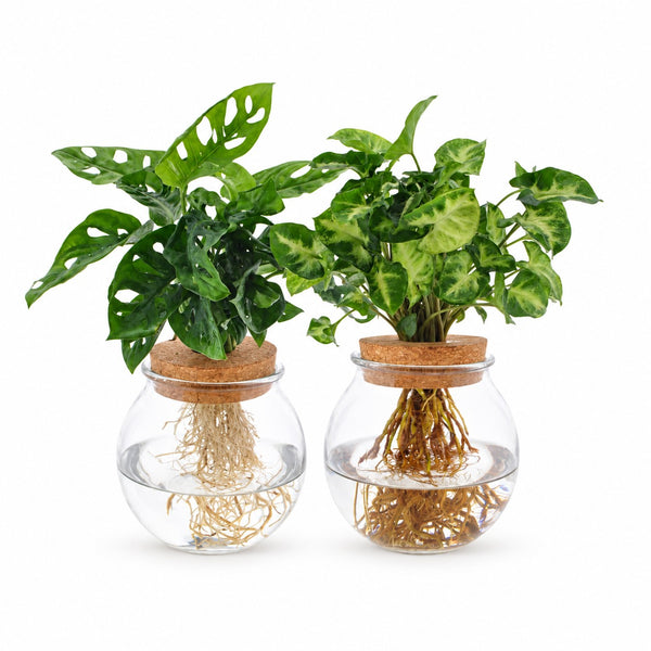 Bowlglas-Duo Monstera Adansonii/Syngonium Green - 12-30cm im Kulturtopf