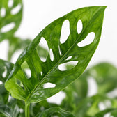 Bowlglas-Duo Monstera Adansonii/Syngonium Green, Nahaufnahme Blatt
