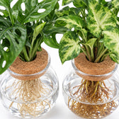 Bowlglas-Duo Monstera Adansonii/Syngonium Green, Nahaufnahme Wuchs und Triebansatz