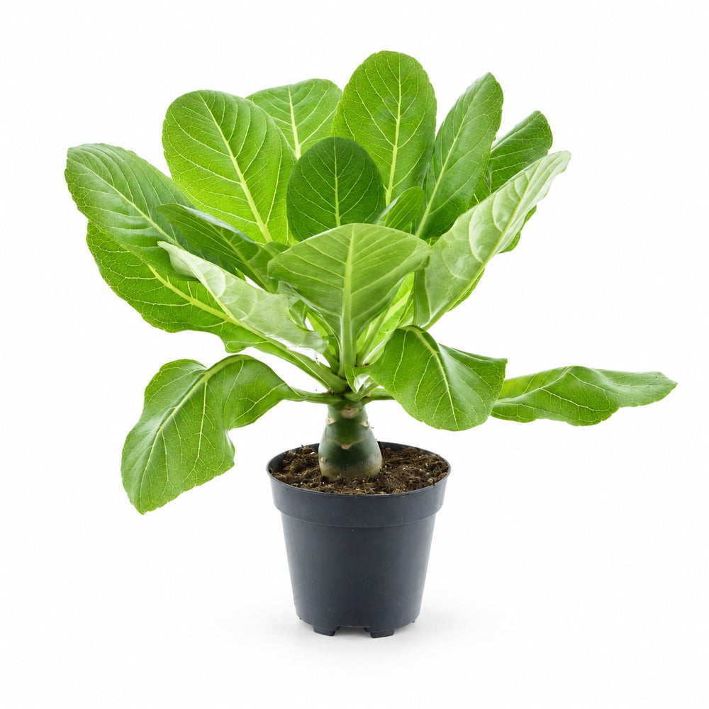 Brighamia Insignis Hawaii-Palme - 37cm im Kulturtopf
