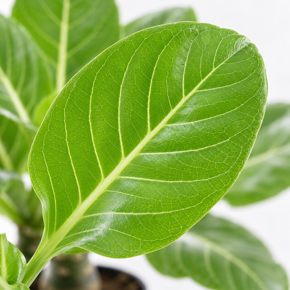 Brighamia Insignis Hawaii-Palme, Nahaufnahme Blatt