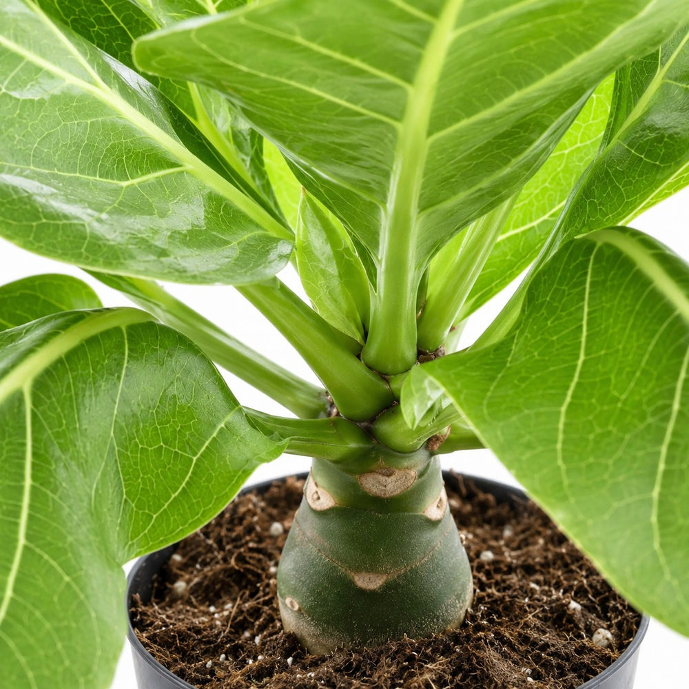 Brighamia Insignis Hawaii-Palme, Nahaufnahme Wuchs und Triebansatz