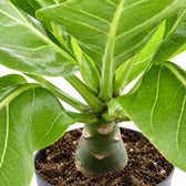 Brighamia Insignis Hawaii-Palme, Nahaufnahme Wuchs und Triebansatz