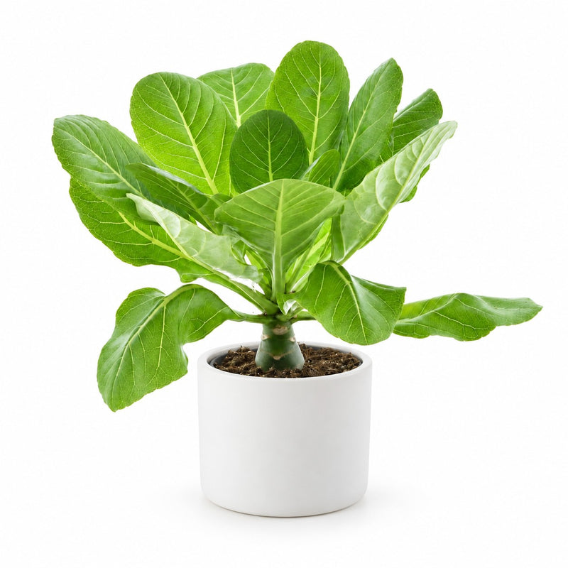 Brighamia Insignis Hawaii-Palme - 37cm Detail