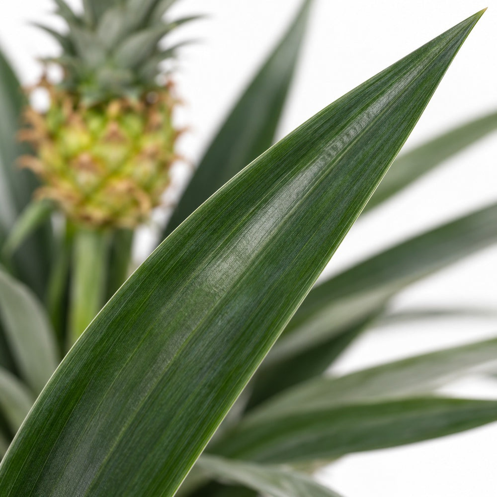 Bromelia Ananas, Nahaufnahme Blatt