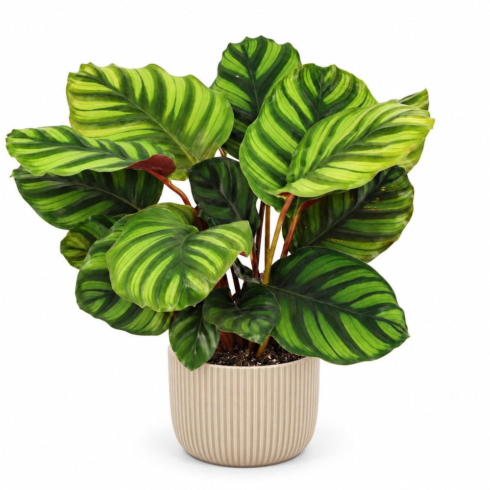Calathea Fasciata (50cm), Stylingbeispiel im Übertopf (Übertopf nicht enthalten)