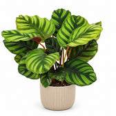 Calathea Fasciata (50cm), Stylingbeispiel im Übertopf (Übertopf nicht enthalten)