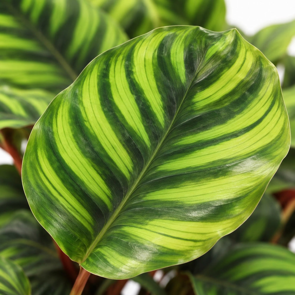 Calathea Fasciata, Nahaufnahme Blatt