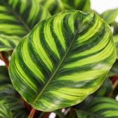 Calathea Fasciata, Nahaufnahme Blatt