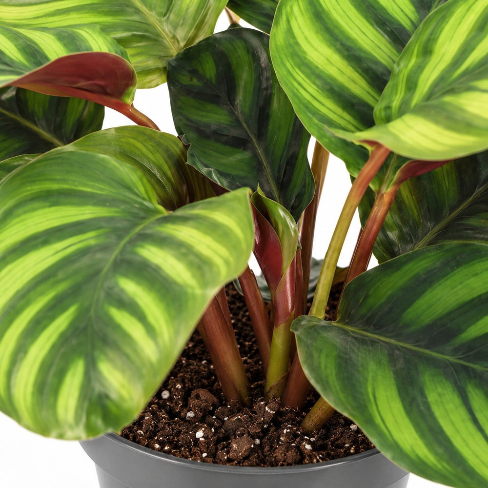 Calathea Fasciata, Nahaufnahme Wuchs und Triebansatz