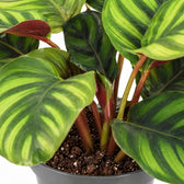 Calathea Fasciata, Nahaufnahme Wuchs und Triebansatz