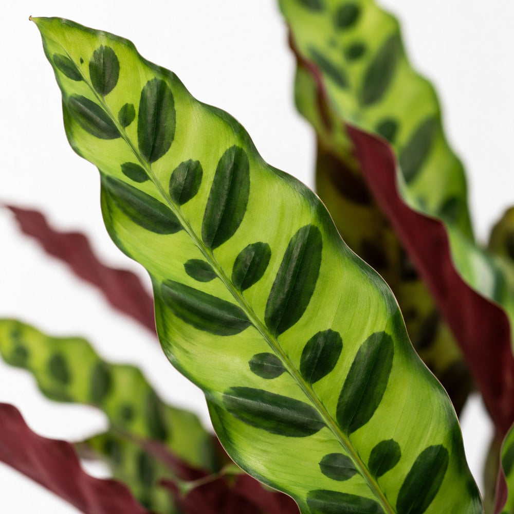 Calathea Lancifolia (45cm, Ø14cm), Nahaufnahme Blatt