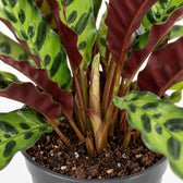 Calathea Lancifolia (45cm, Ø14cm), Nahaufnahme Wuchs und Triebansatz