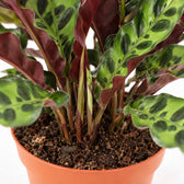 Calathea Lancifolia (50cm, Ø12cm), Nahaufnahme Wuchs und Triebansatz