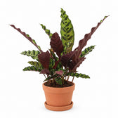 Calathea Lancifolia (50cm, Ø12cm), Stylingbeispiel im Übertopf (Übertopf nicht enthalten)