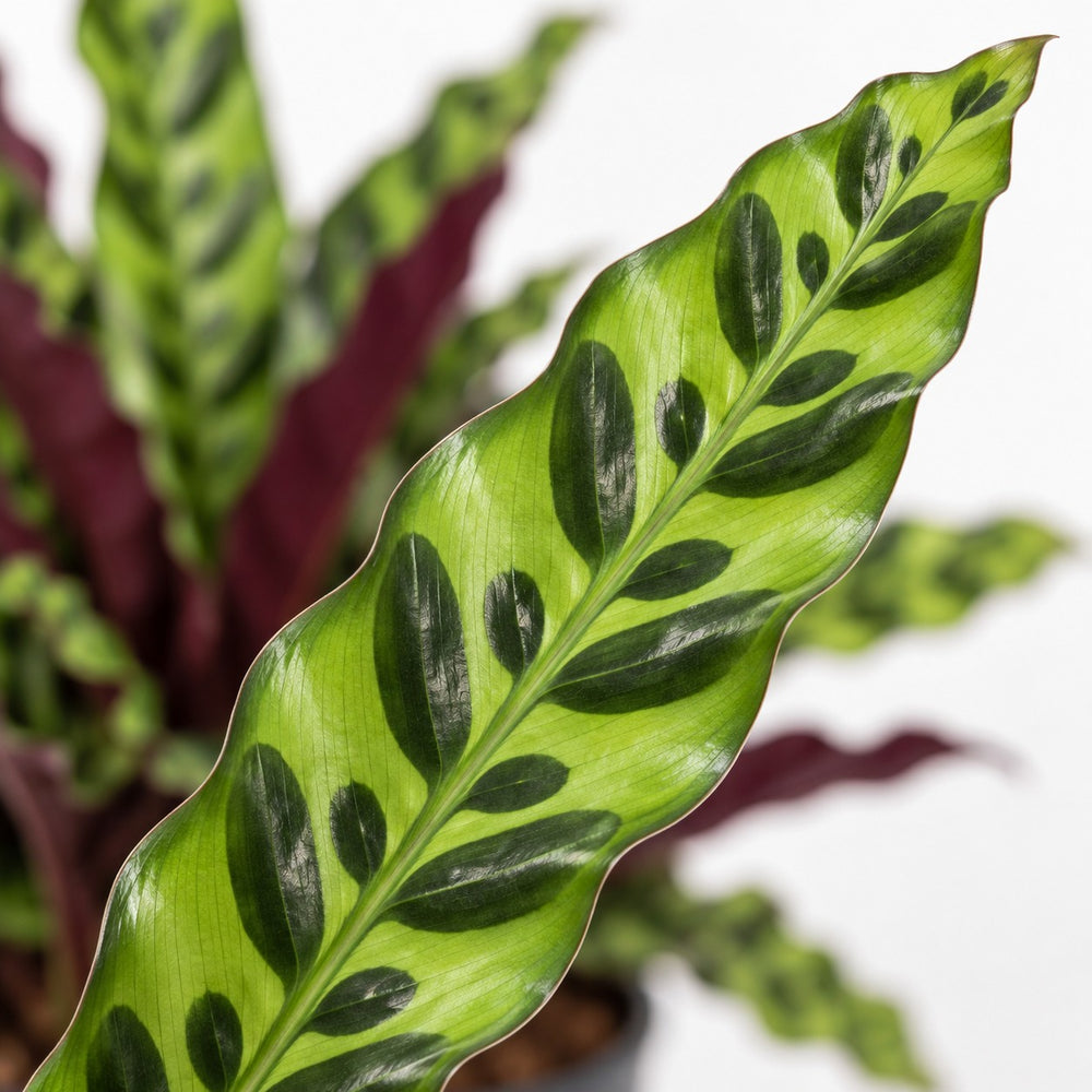 Calathea Lancifolia, Nahaufnahme Blatt