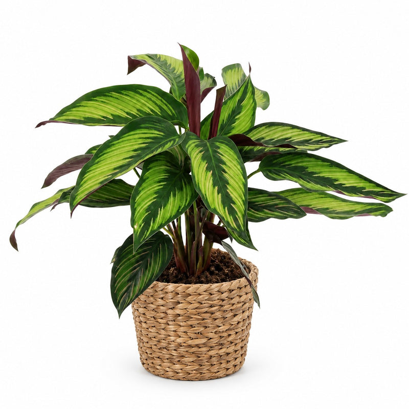 Calathea Majestica Princeps Detail