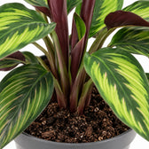 Calathea Majestica Princeps, Nahaufnahme Wuchs und Triebansatz