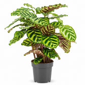 Calathea Makoyana (45cm, Ø14cm) im Kulturtopf