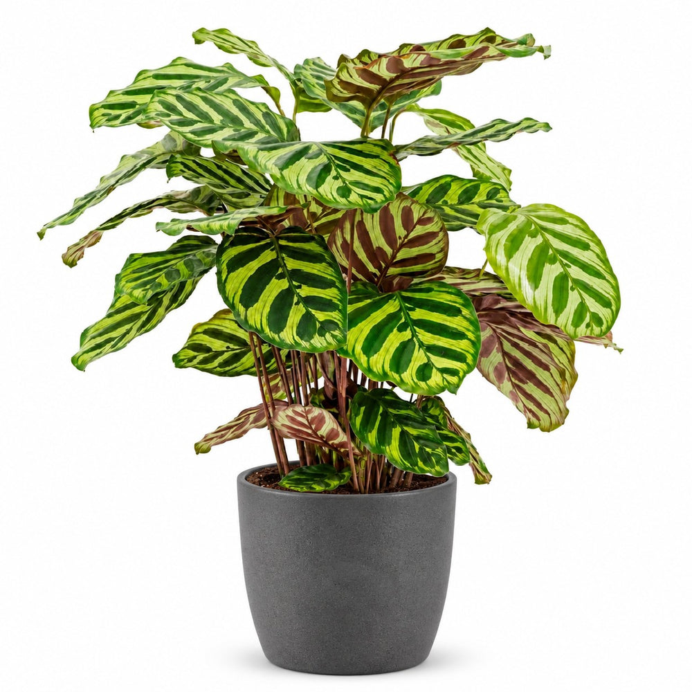 Calathea Makoyana (45cm, Ø14cm), Stylingbeispiel im Übertopf (Übertopf nicht enthalten)