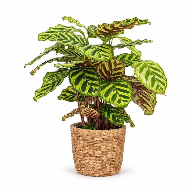 Calathea Makoyana Detail