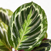 Calathea Medallion (45cm, Ø14cm), Nahaufnahme Blatt
