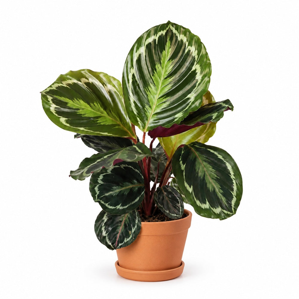 Calathea Medallion (45cm, Ø14cm), Stylingbeispiel im Übertopf (Übertopf nicht enthalten)
