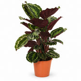 Calathea Medallion (75cm, Ø19cm) im Kulturtopf