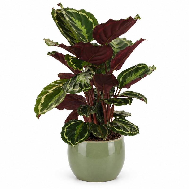 Calathea Medallion Detail