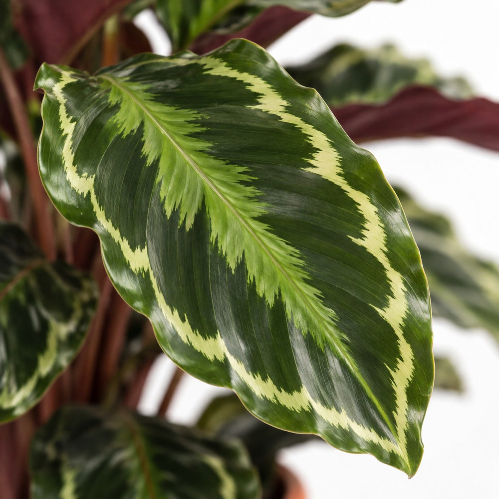 Calathea Medallion, Nahaufnahme Blatt