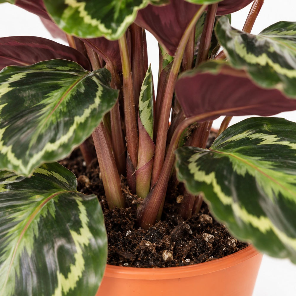 Calathea Medallion, Nahaufnahme Wuchs und Triebansatz