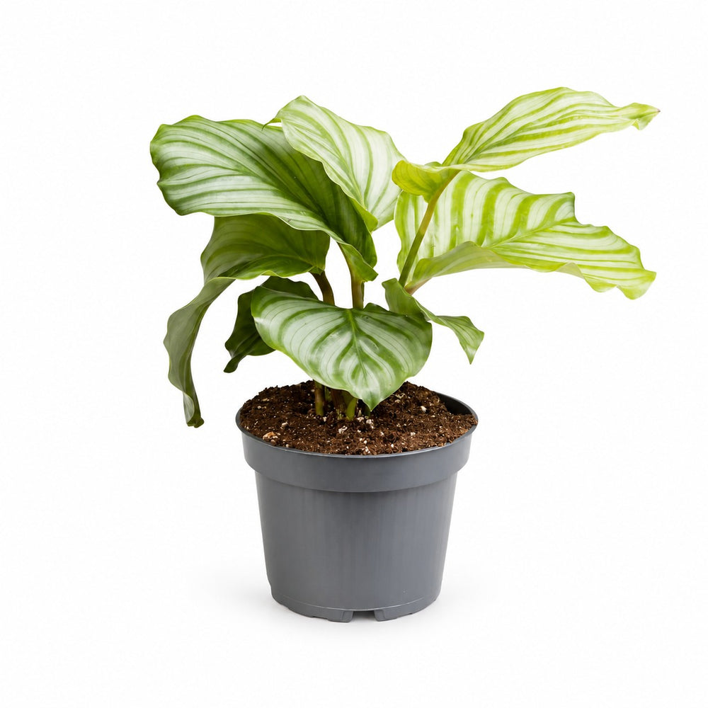 Calathea Orbifolia (25cm, Ø12cm) im Kulturtopf