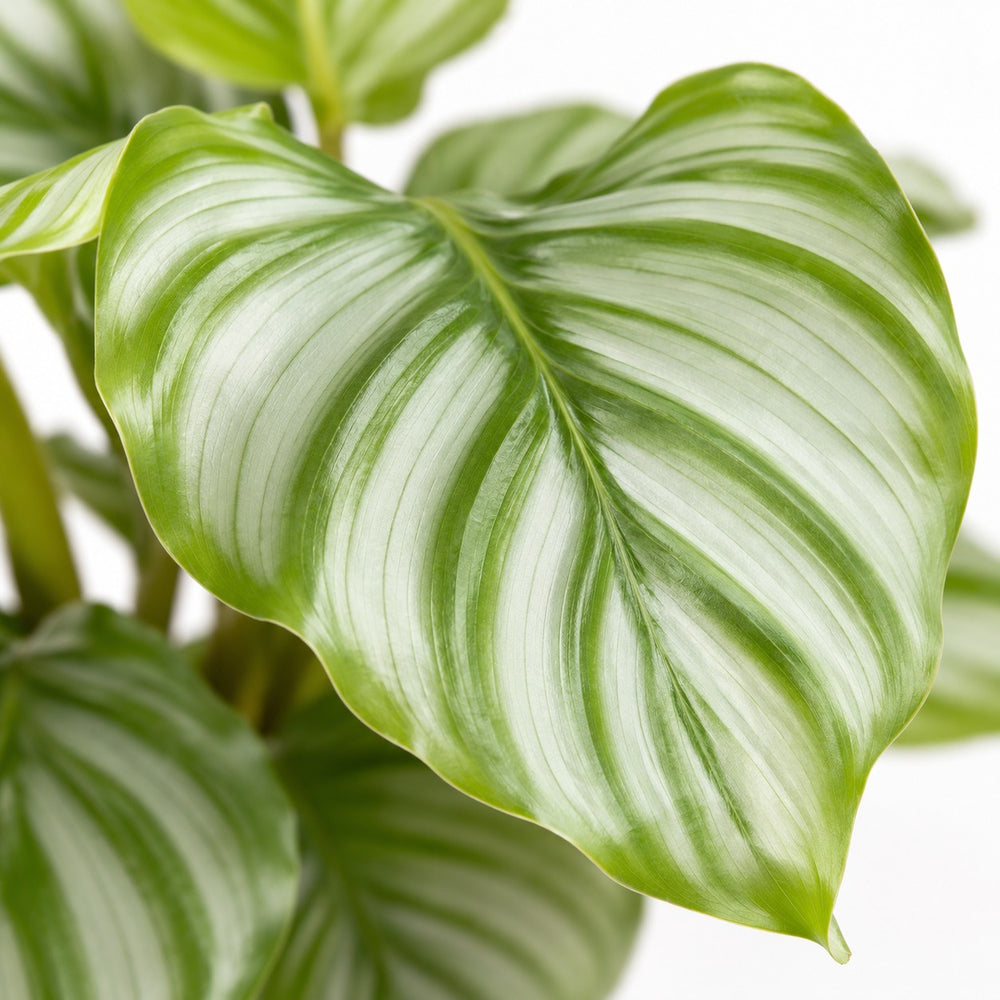 Calathea Orbifolia (25cm, Ø12cm), Nahaufnahme Blatt