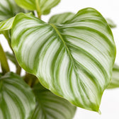 Calathea Orbifolia (25cm, Ø12cm), Nahaufnahme Blatt