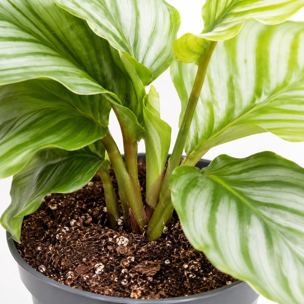 Calathea Orbifolia (25cm, Ø12cm), Nahaufnahme Wuchs und Triebansatz