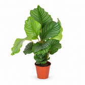 Calathea Orbifolia (60cm, Ø17cm) im Kulturtopf