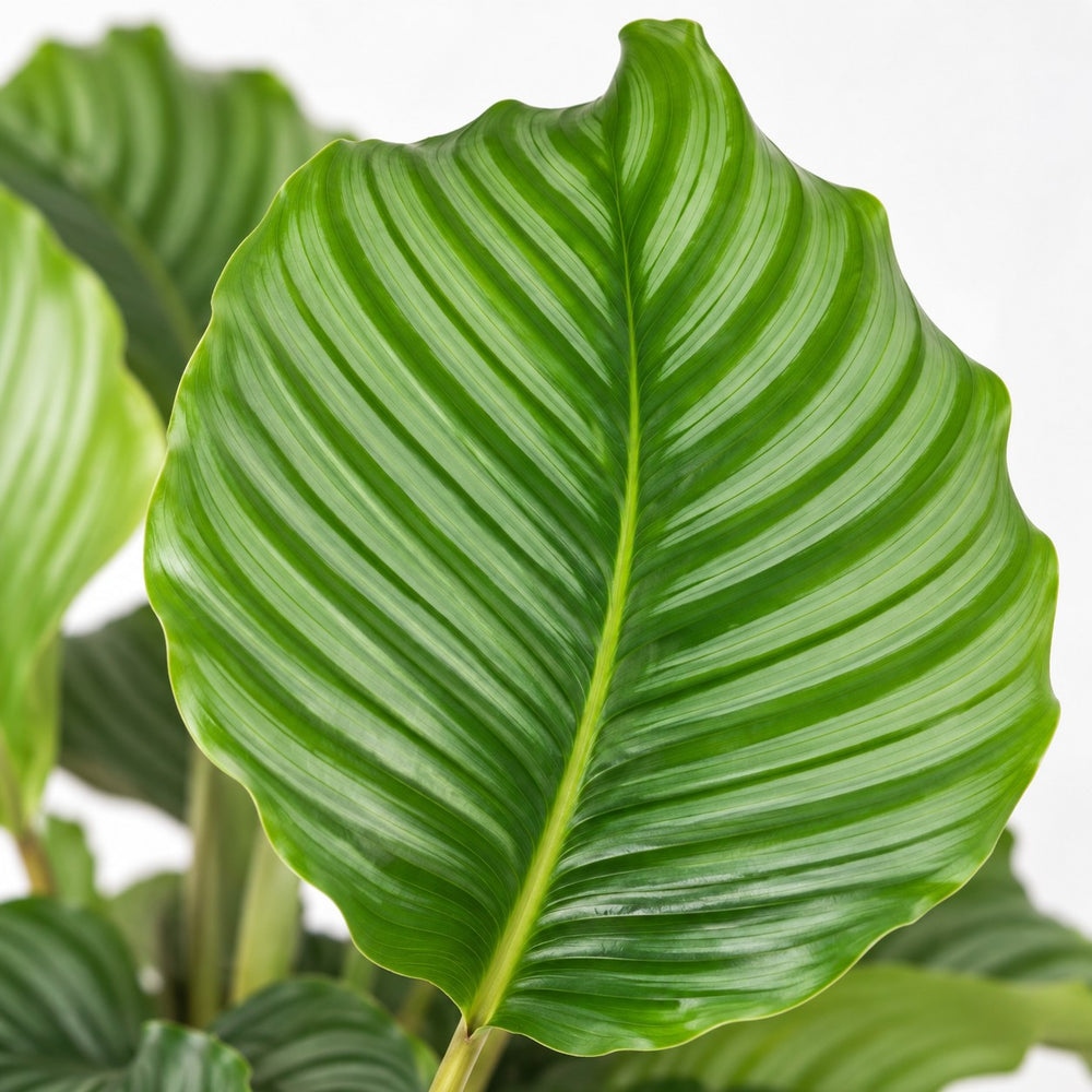 Calathea Orbifolia (60cm, Ø17cm), Nahaufnahme Blatt