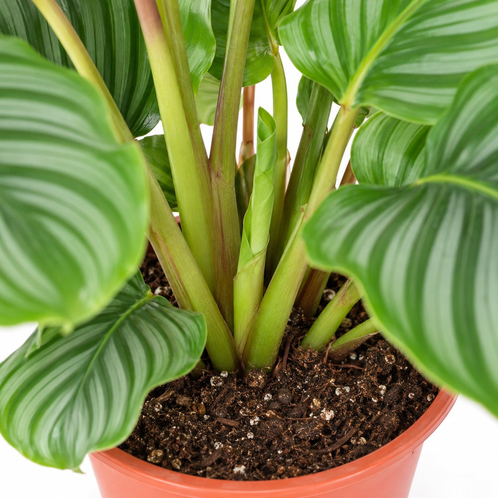 Calathea Orbifolia (60cm, Ø17cm), Nahaufnahme Wuchs und Triebansatz