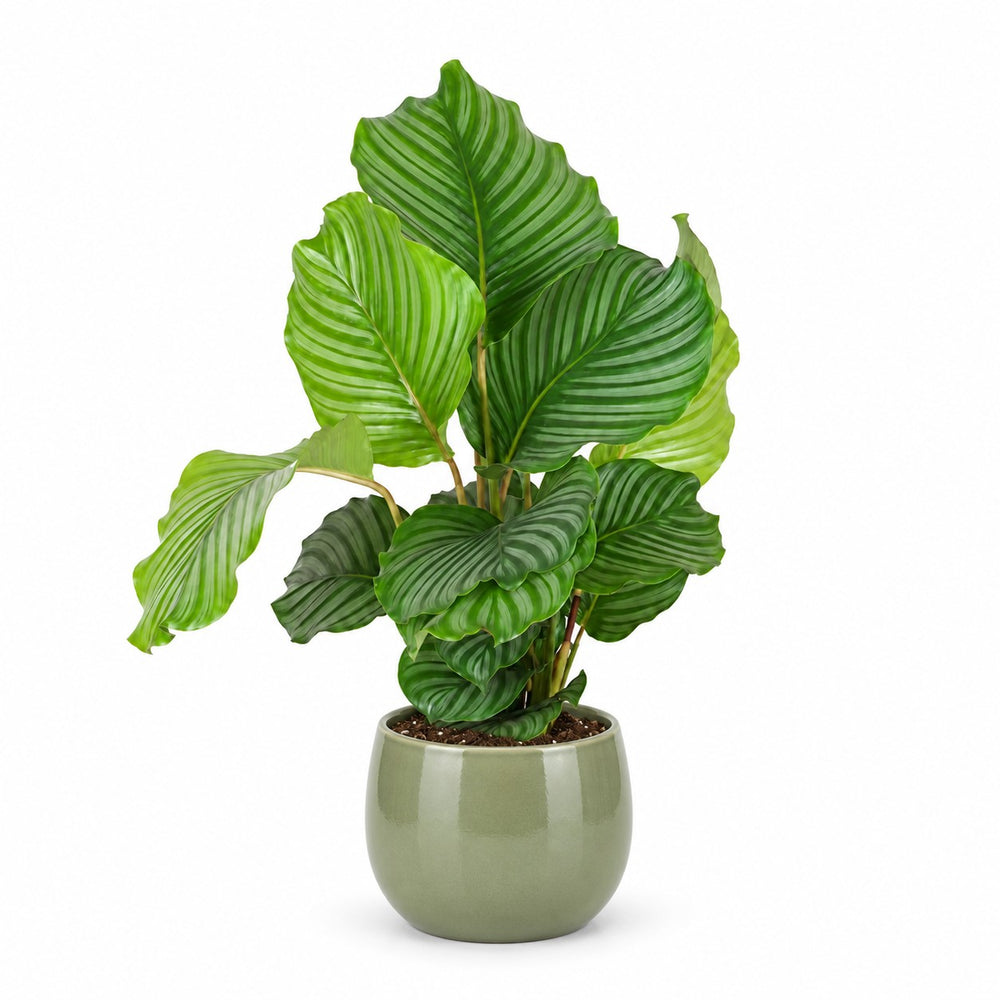 Calathea Orbifolia (60cm, Ø17cm), Stylingbeispiel im Übertopf (Übertopf nicht enthalten)