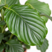 Calathea Orbifolia, Nahaufnahme Blatt