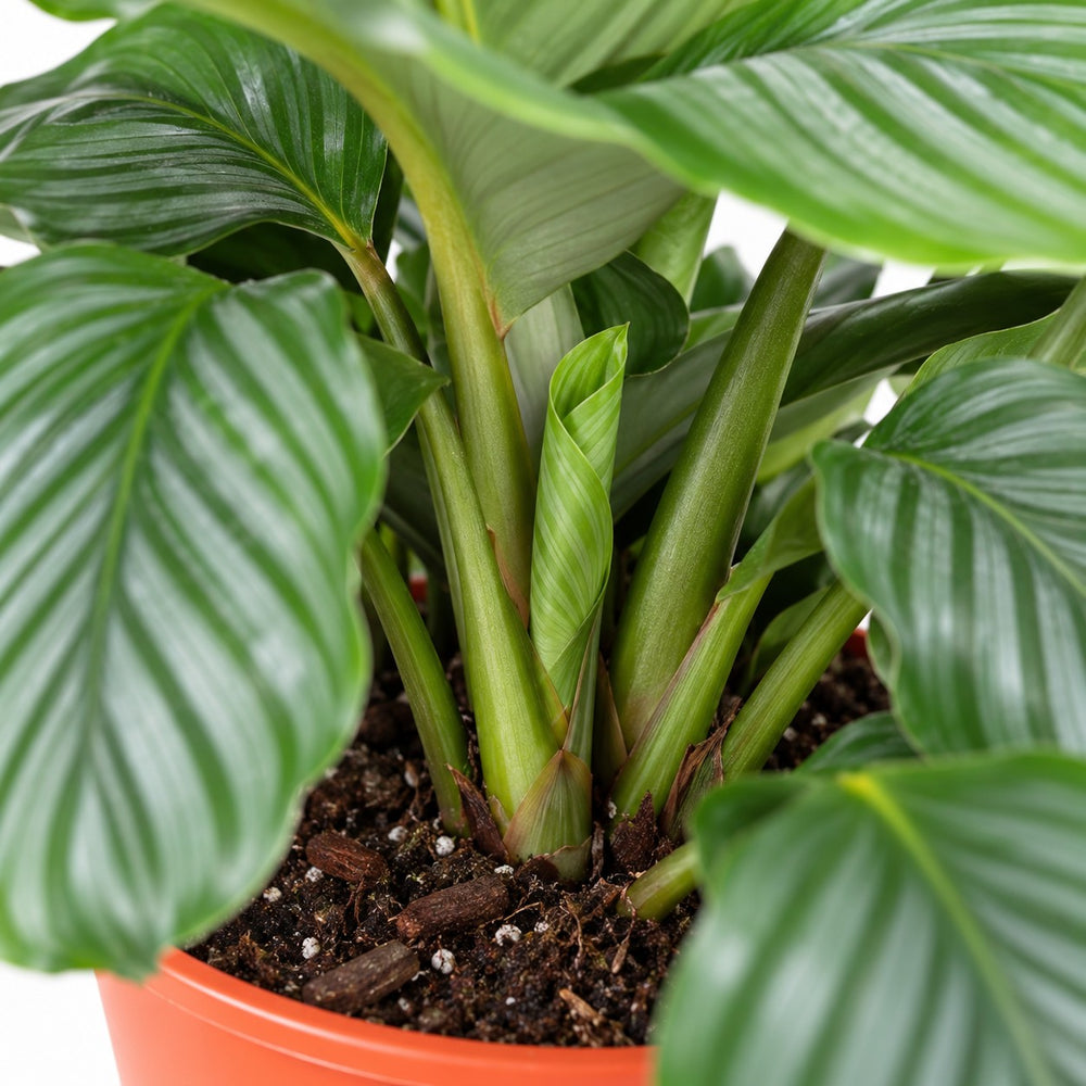 Calathea Orbifolia, Nahaufnahme Wuchs und Triebansatz