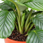 Calathea Orbifolia, Nahaufnahme Wuchs und Triebansatz