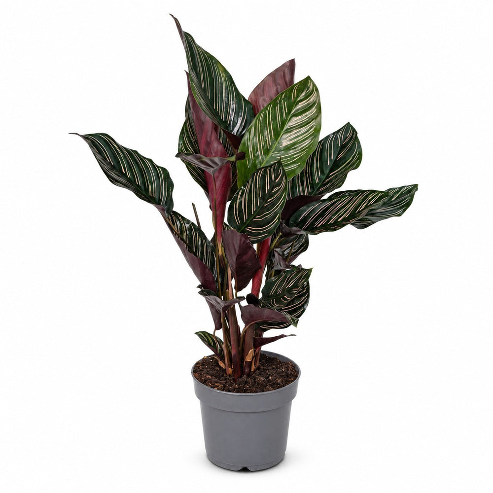 Calathea Ornata (50cm, Ø14cm) im Kulturtopf
