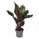Calathea Ornata (50cm, Ø14cm) im Kulturtopf