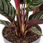 Calathea Ornata (50cm, Ø14cm), Nahaufnahme Wuchs und Triebansatz
