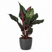 Calathea Ornata (50cm, Ø14cm), Stylingbeispiel im Übertopf (Übertopf nicht enthalten)
